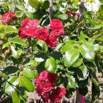 Штамб Скарлет Меяндекор 1,35 м. (Scarlet Meillandecor)