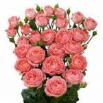 Саженец розы Фимке — вид