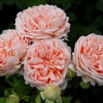 Саженец розы Антико Аморе  (Antico Amore) — вид