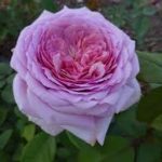 Саженец розы Зе Прайд (The Pride) — вид