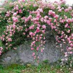 Саженец розы Гарден оф Хекс ( Garden of Hex) — вид
