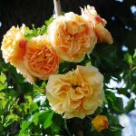 Саженец розы Скарлет роза Лиззи (Starlet Rose Lizzy) — вид