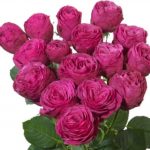 Саженец розы Хот Пинк Лейс (Hot Pink Lace) — вид