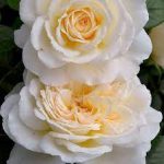Саженец розы Крем Абиданс (Cream Abundance) — вид