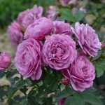 Саженец розы Роз Тельма (Rose Thelma)