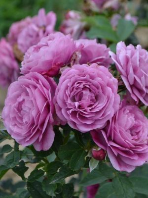 Саженцы розы Роз Тельма (Rose Thelma) — питомник «Краса Роза»