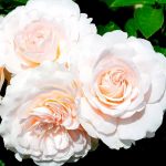 Мисс Диор (Miss Dior)