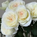 Саженец розы Элла (Ella) — вид