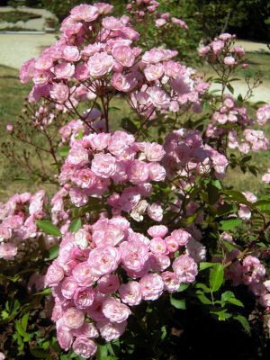 Хевенли Пинк (Heavenly Pink)