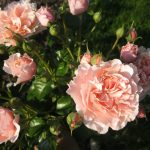 Саженец розы Твигги'с Роуз (Twiggy’s Rose) — вид