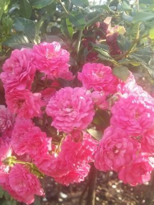 Саженцы розы Штамб Розариум Ютерсен 1,45 м. (двойной) (Rosarium Uetersen) — питомник «Краса Роза»