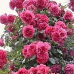 Саженец розы Штамб Розариум Ютерсен 1,45 м. (двойной) (Rosarium Uetersen) — вид