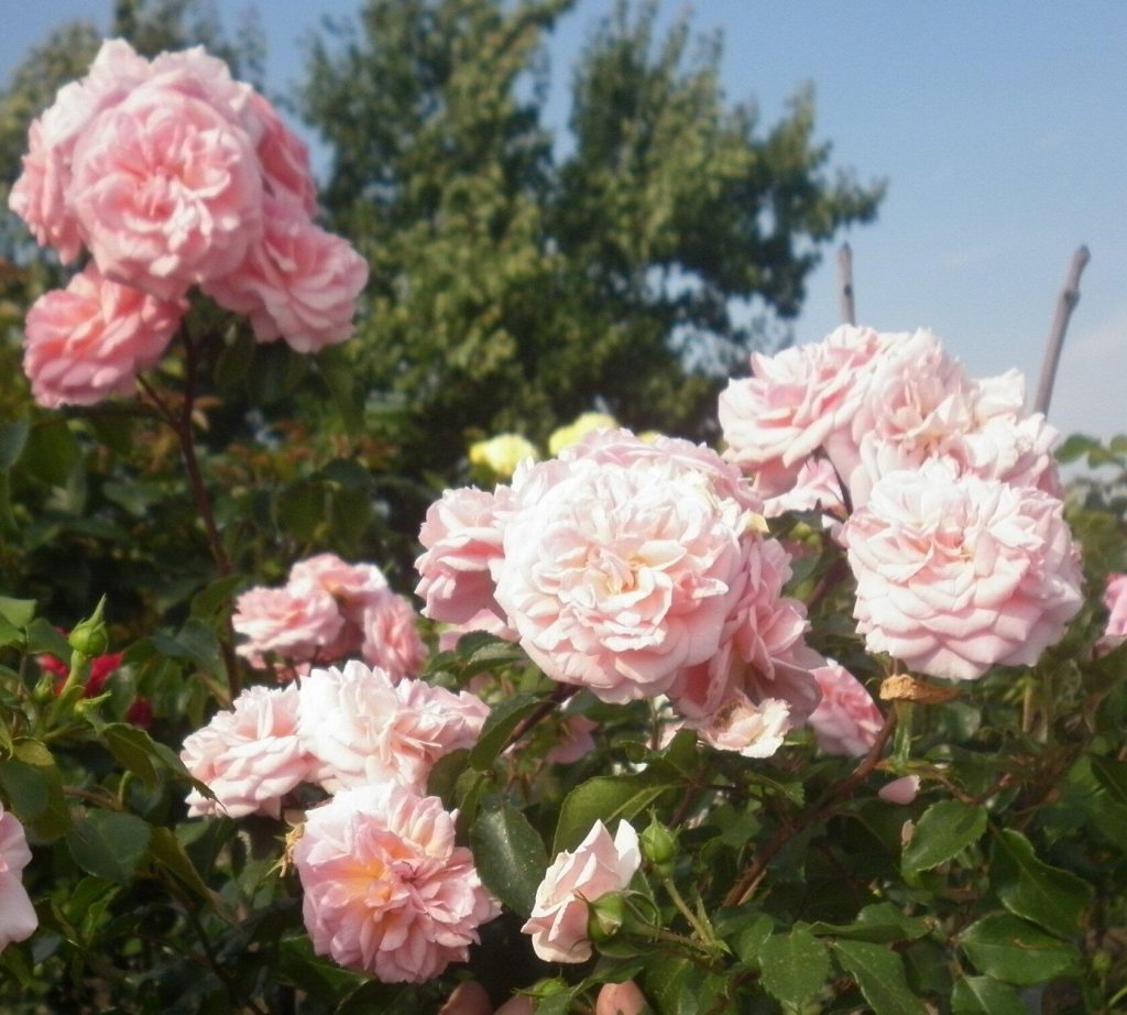 Саженец розы Штамб Пируэт 1,45 м. (Pirouette) — питомник «Краса Роза»