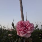 Саженец розы Штамб Ютерзен Розпринцесс 1,45м. (Uetersens Rosenprinzessin) — вид