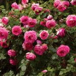 Саженец розы Штамб Цикломент Пьер Де Ронсар 1,45 м. (Cyclamen Pierre de Ronsard) — вид