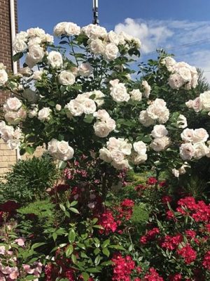 Саженцы розы Штамб Аспирин Роуз 1,4 м. (Aspirin Rose) — питомник «Краса Роза»