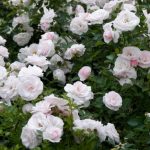 Саженец розы Штамб Аспирин Роуз 1,4 м. (Aspirin Rose) — вид