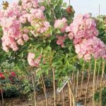 Саженец розы Штамб Хевенли Пинк 1,35 м. (Heavenly Pink)