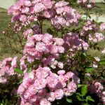 Саженец розы Штамб Хевенли Пинк 1,35 м. (Heavenly Pink) — вид
