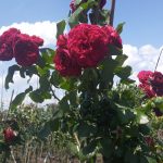 Саженец розы Штамб Красная Шапочка 1,4 м. (двойной) (Rotkappchen)