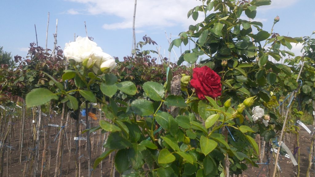 Саженец розы Штамб Красная шапочка/Аспирин 1,25 м. (Rotkappchen)/(Aspirin Rose) — питомник «Краса Роза»