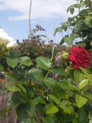Саженцы розы Штамб Красная шапочка/Аспирин 1,25 м. (Rotkappchen)/(Aspirin Rose) — питомник «Краса Роза»