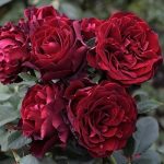 Саженец розы Штамб Омандж Барбара 1,3 м. (Hommage a Barbara) — вид