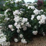 Аспирин розе (Aspirin Rose)