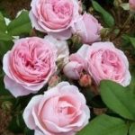 Саженец розы Анн-Софи ПИК (Anne-Sophie Pic) — вид