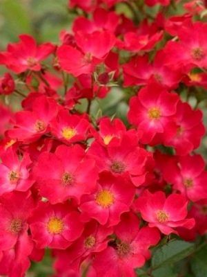 Саженцы розы Поппи Роуз (Poppy Rose) — питомник «Краса Роза»