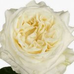 Саженец розы Уайт Эшли (White Ashley)