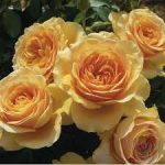 Саженец розы Голден Силк (Golden Silk)