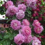 Саженец розы Фенси раффл (Fancy Ruffle)