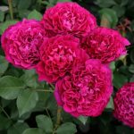 Саженец розы Шеффилд Парк (Sheffield Park)