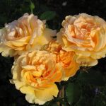 Саженец розы София Ренессанс (Sophia Renaissance)