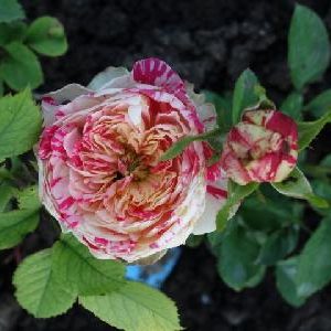 Саженцы розы Пати Ранункулус (Party Ranunculus) — питомник «Краса Роза»