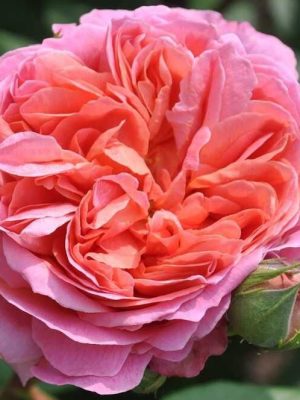 Саженцы розы Лайонс Чарити (Rosa Lion''s Charity) — питомник «Краса Роза»