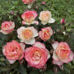 Саженец розы Лэйк Комо (Rosa Lake Como)