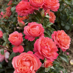 Саженец розы Корал Леонс Роуз (Coral Lions-Rose)