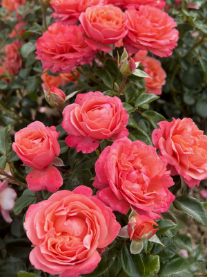 Саженцы розы Корал Леонс Роуз (Coral Lions-Rose) — питомник «Краса Роза»