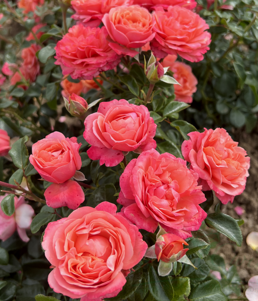 Саженец розы Корал Леонс Роуз (Coral Lions-Rose) — питомник «Краса Роза»