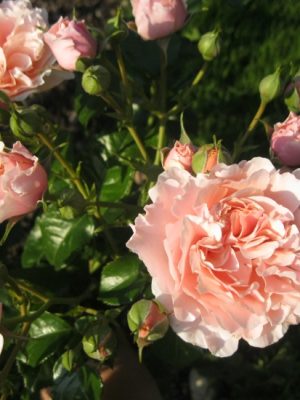 Саженцы розы Твигги'с Роуз (Twiggy’s Rose) — питомник «Краса Роза»