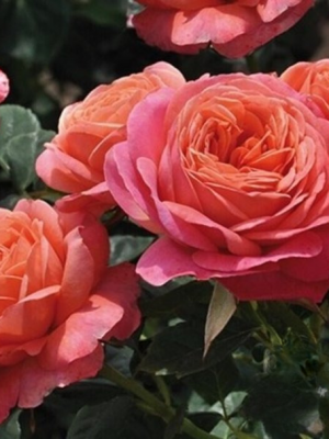 Саженцы розы Пич Ваза (Peach Vaza) — питомник «Краса Роза»