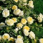 Саженец розы Штамб Надя Мейяндекор 1,45 м. (Nadia Meillandecor)
