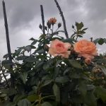 Саженец розы Штамб Сурир Де Хавер 1,35 м. (двойной) (Sourire du Havre)