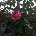 Саженец розы Штамб Цикломент Пьер Де Ронсар 1,45 м. (Cyclamen Pierre de Ronsard)