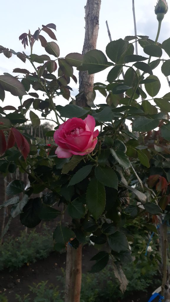 Саженец розы Штамб Цикломент Пьер Де Ронсар 1,45 м. (Cyclamen Pierre de Ronsard) — питомник «Краса Роза»