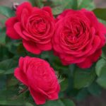 Саженец розы Андре Рьё (Andre Rieu) — вид