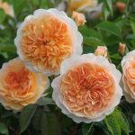 Саженец розы Эмили Бронте (Emily Bronte) — вид
