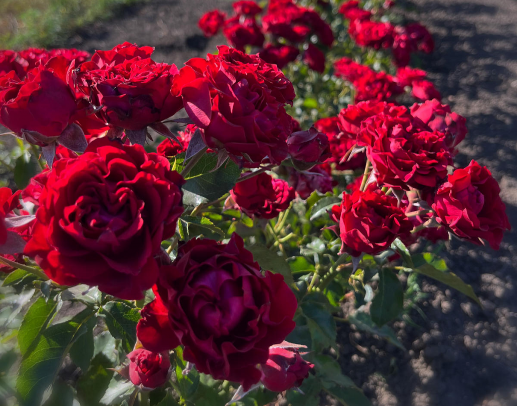 Пиенна Роси (Pienna Rosa)